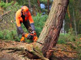 Best Emergency Tree Removal  in Nevada, TX